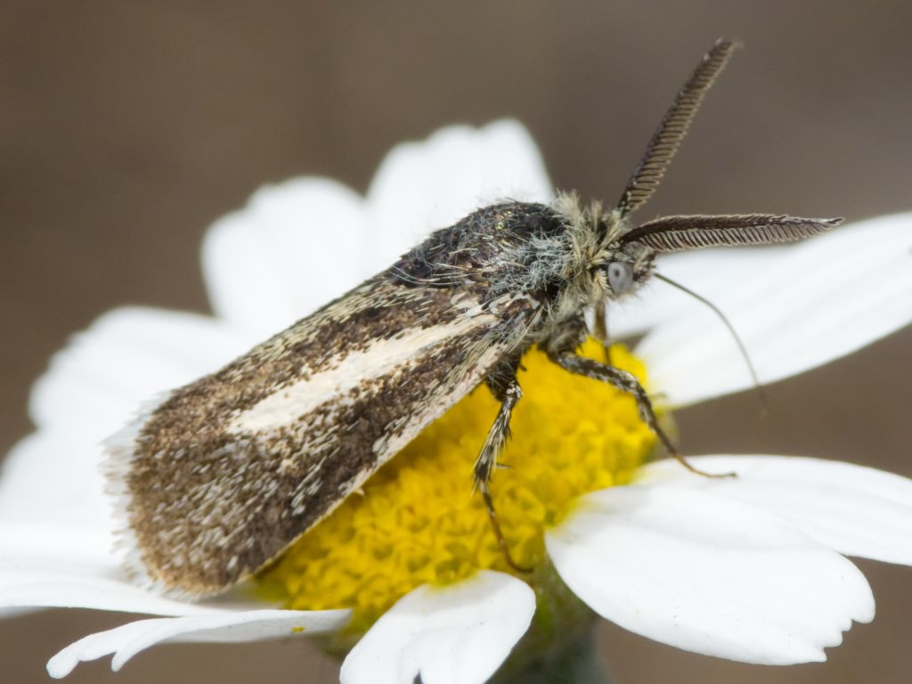 Brachodes appendiculata (Esper, 1783)